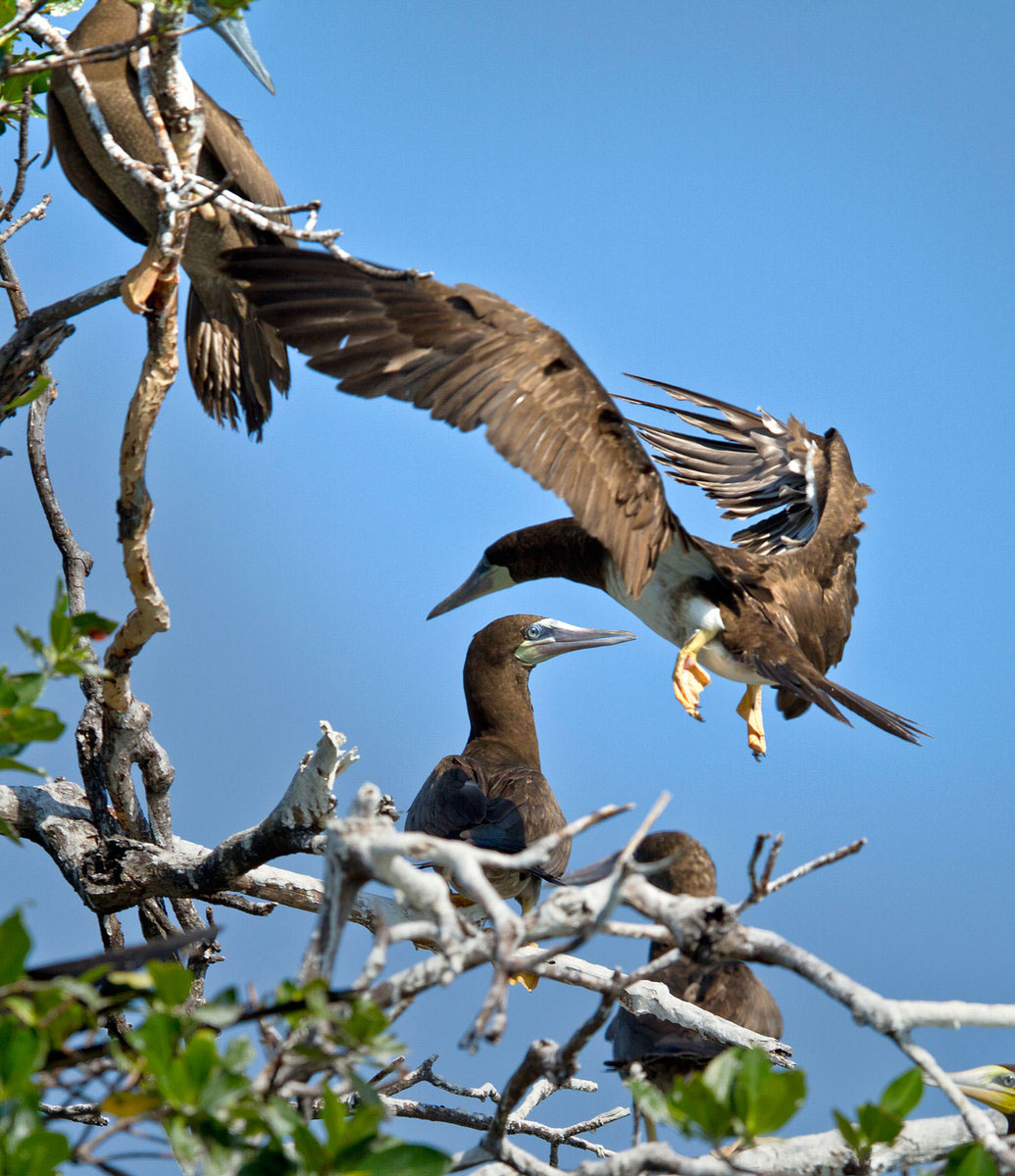 Brown Booby (2) (Belize)
