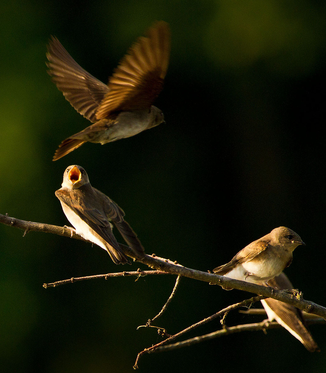 Northern Rough-winged Swallows (Huntley Meadows)