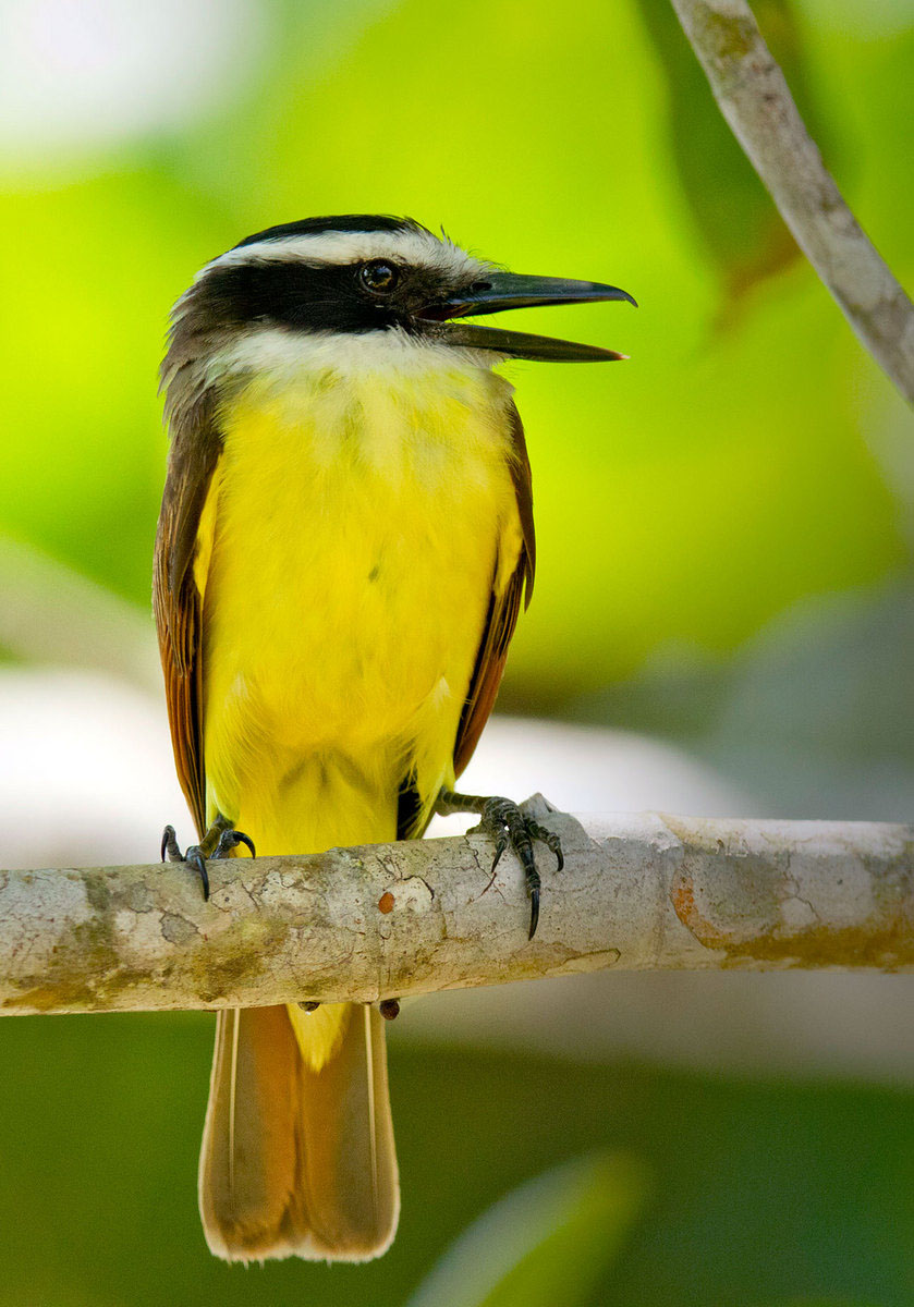 Great Kiskadee (4) (Belize)