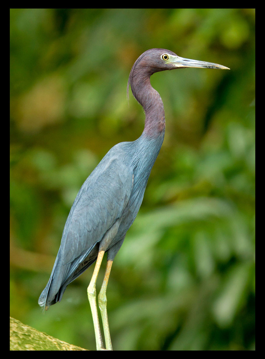 Little Blue Heron (Belize)