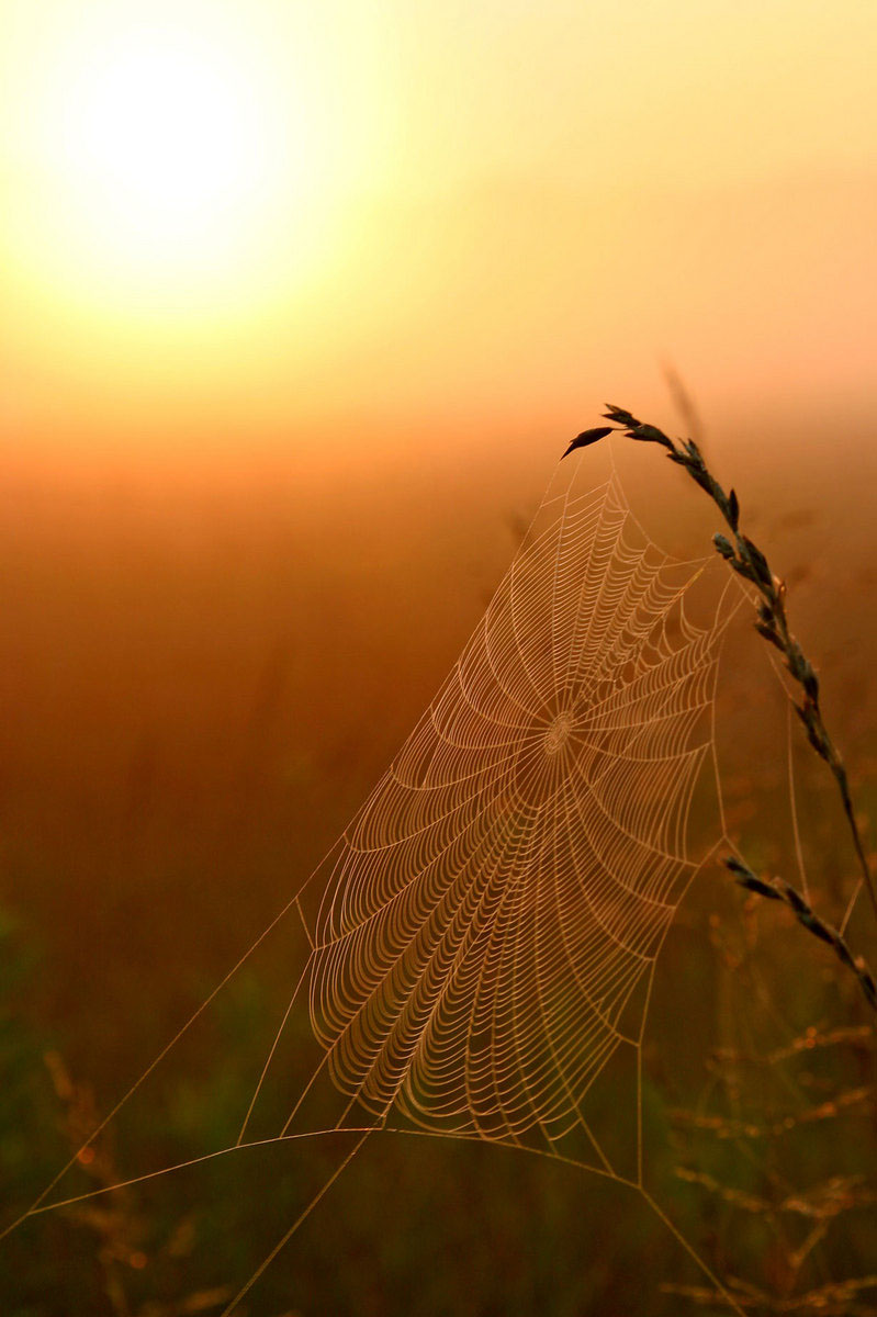 Spider Web at Sunrise (1) (Duke Farms, New Jersey)