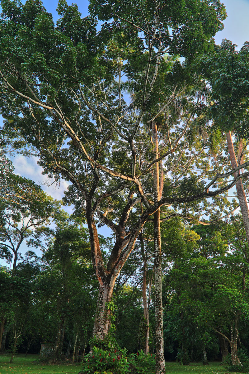 The majestic Ficus tree at the center of Possum Point Biological Station.