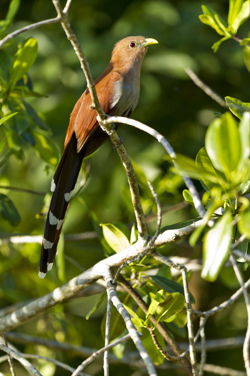 Squirrel Cuckoo (Belize)