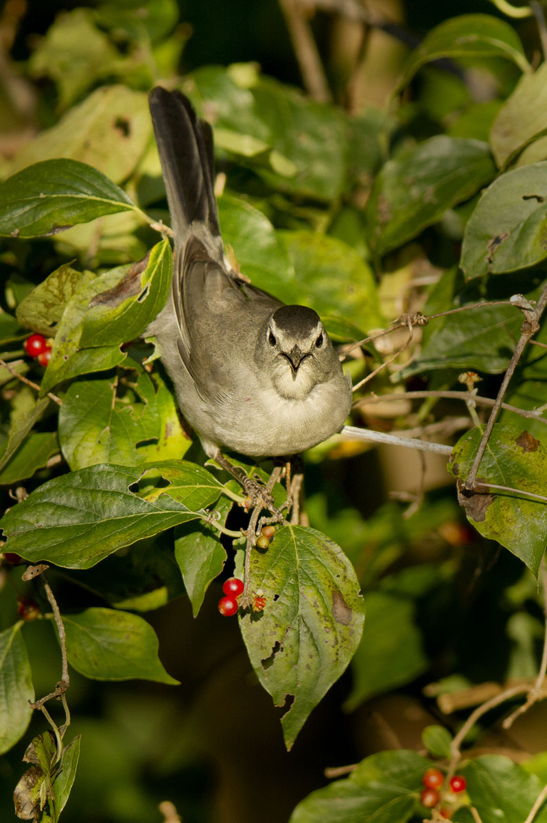 Gray Catbird (Washington, DC)