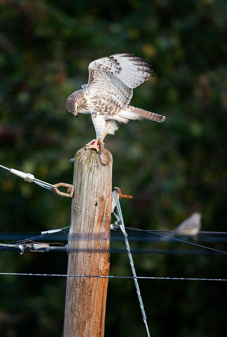 Red-tailed Hawk (Washington, DC)