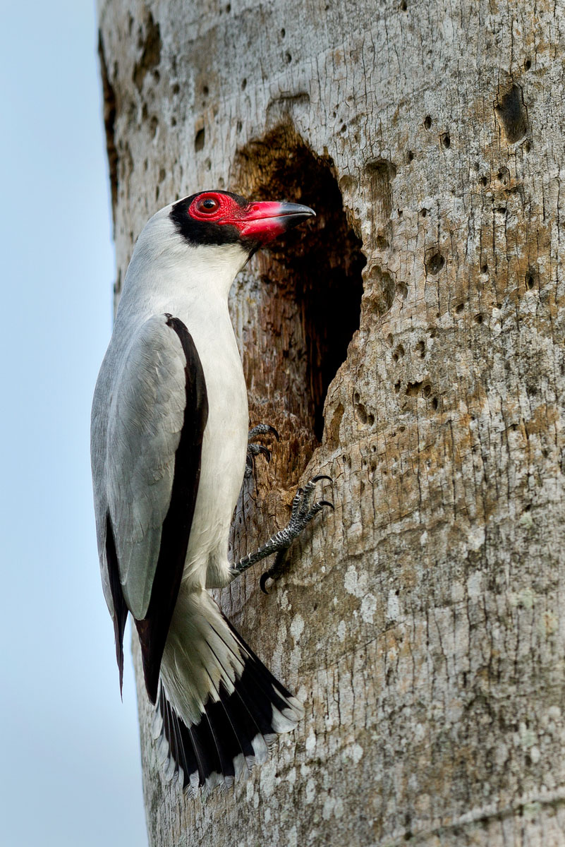 Masked Tityra, investigating a potential nest site (1) (Belize)