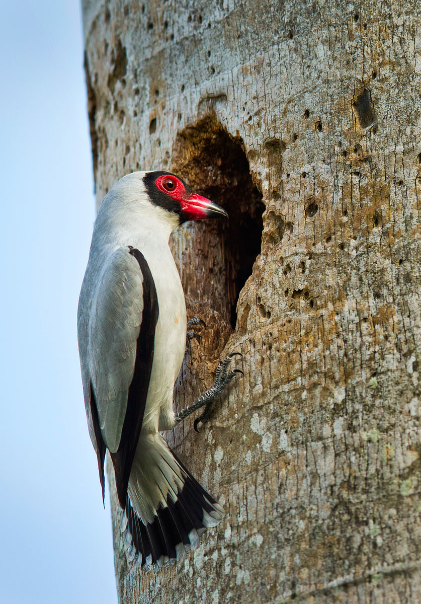 Masked Tityra, investigating a potential nest site (2) (Belize)