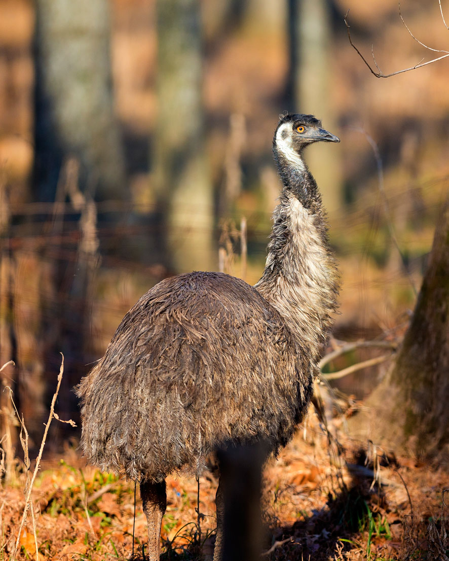 Emu