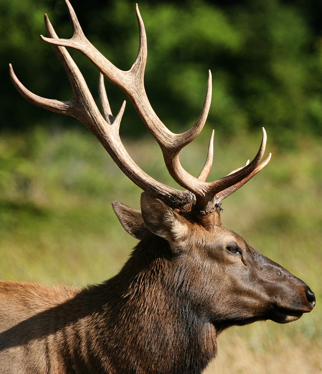 Roosevelt Elk (2) (Prairie Creek Redwoods State Park)