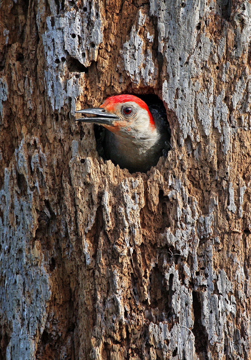 Red-bellied Woodpecker (2) (Everglades National Park)