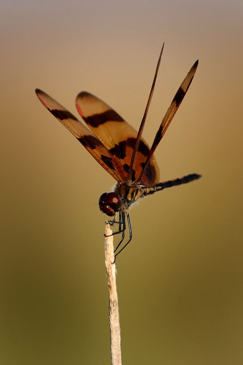 Dragonfly, Everglades National Park
