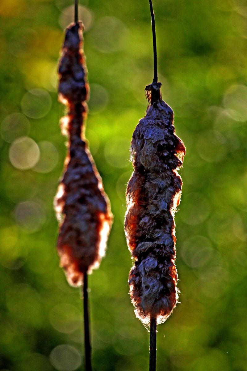 "Cattails" (Huntley Meadows)