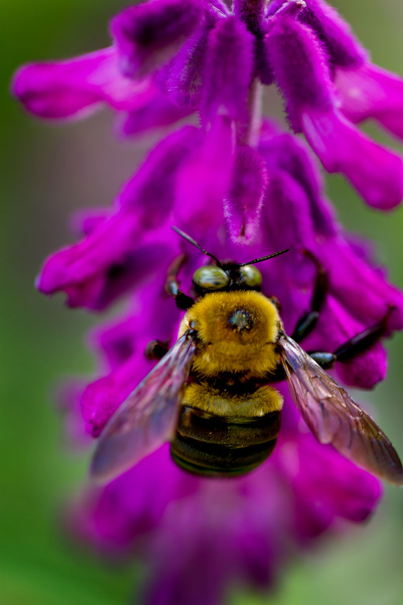 Eastern Carpenter Bee (1) (National Arboretum)