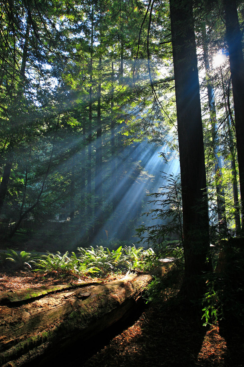 A Morning in the Coastal Redwood Forest (1)
