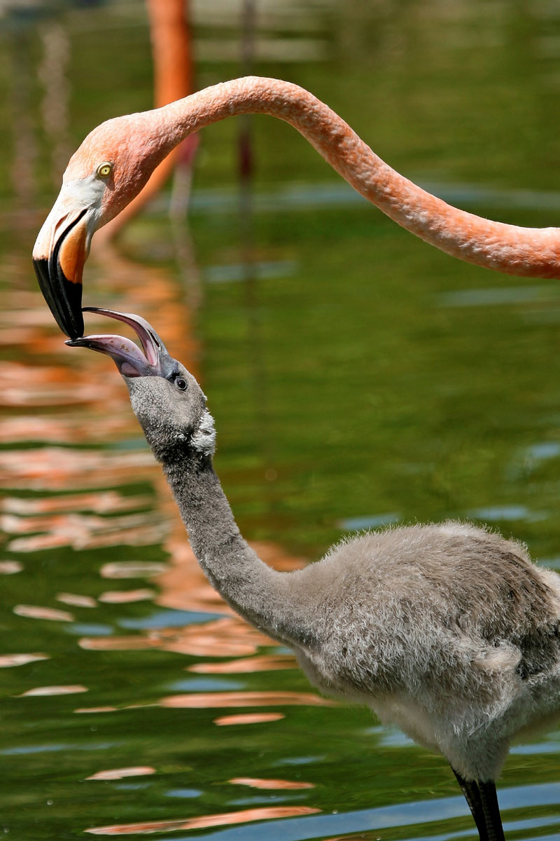 American Flamingo (4)