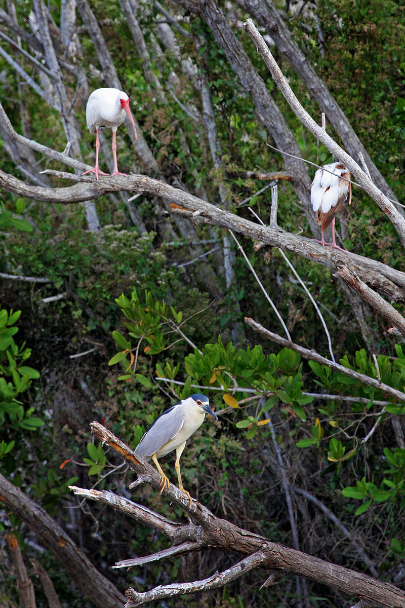 Black-crowned Night Heron (Everglades National Park)