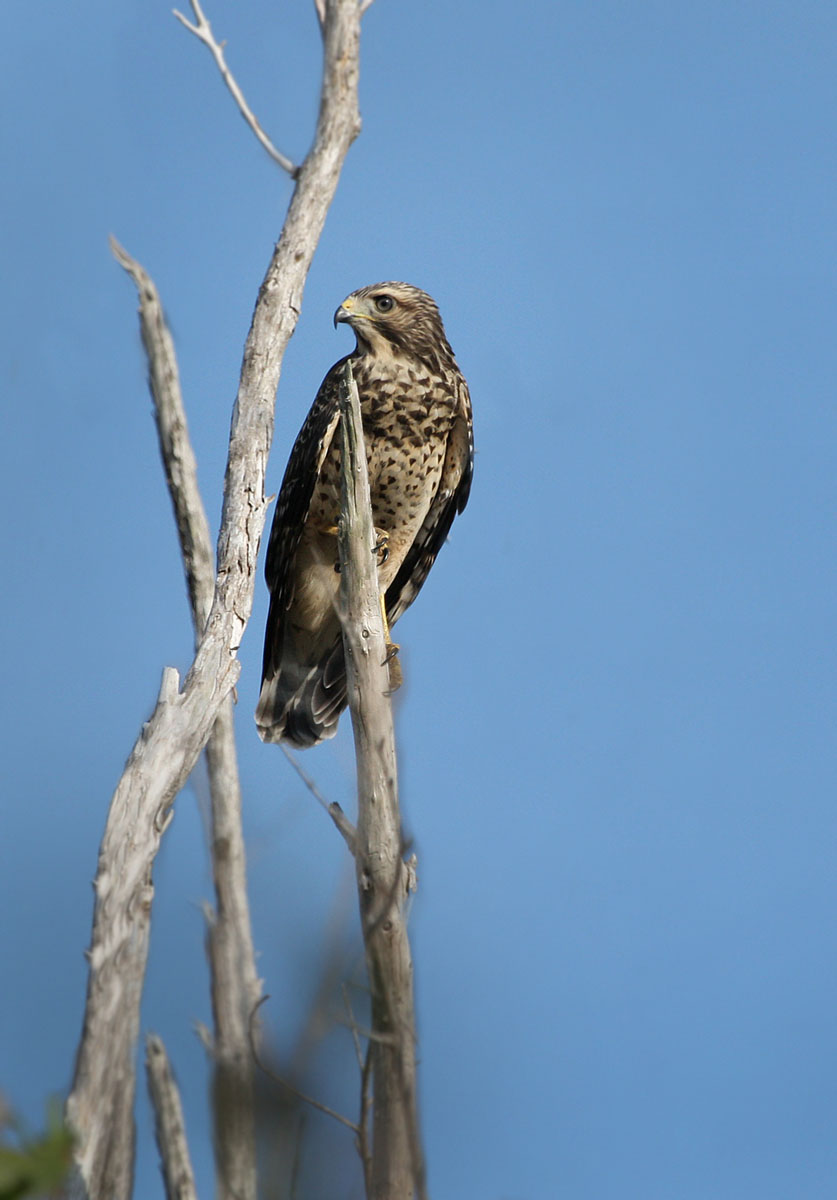 Red-shouldered Hawk (Everglades National Park)