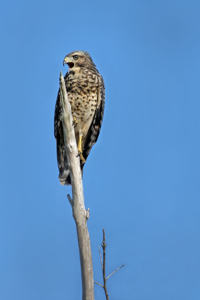 Red-shouldered Hawk (1) (Everglades National Park)