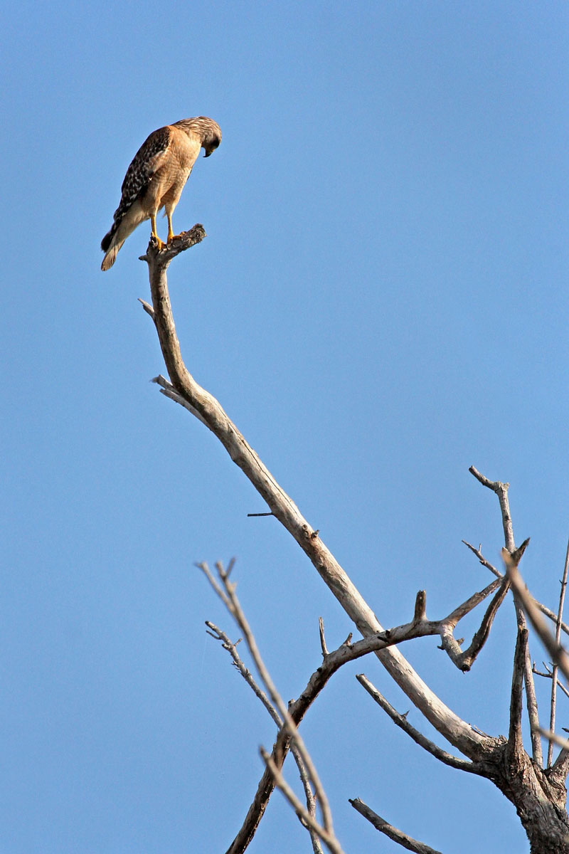 Red-shouldered Hawk (3) (Everglades National Park)