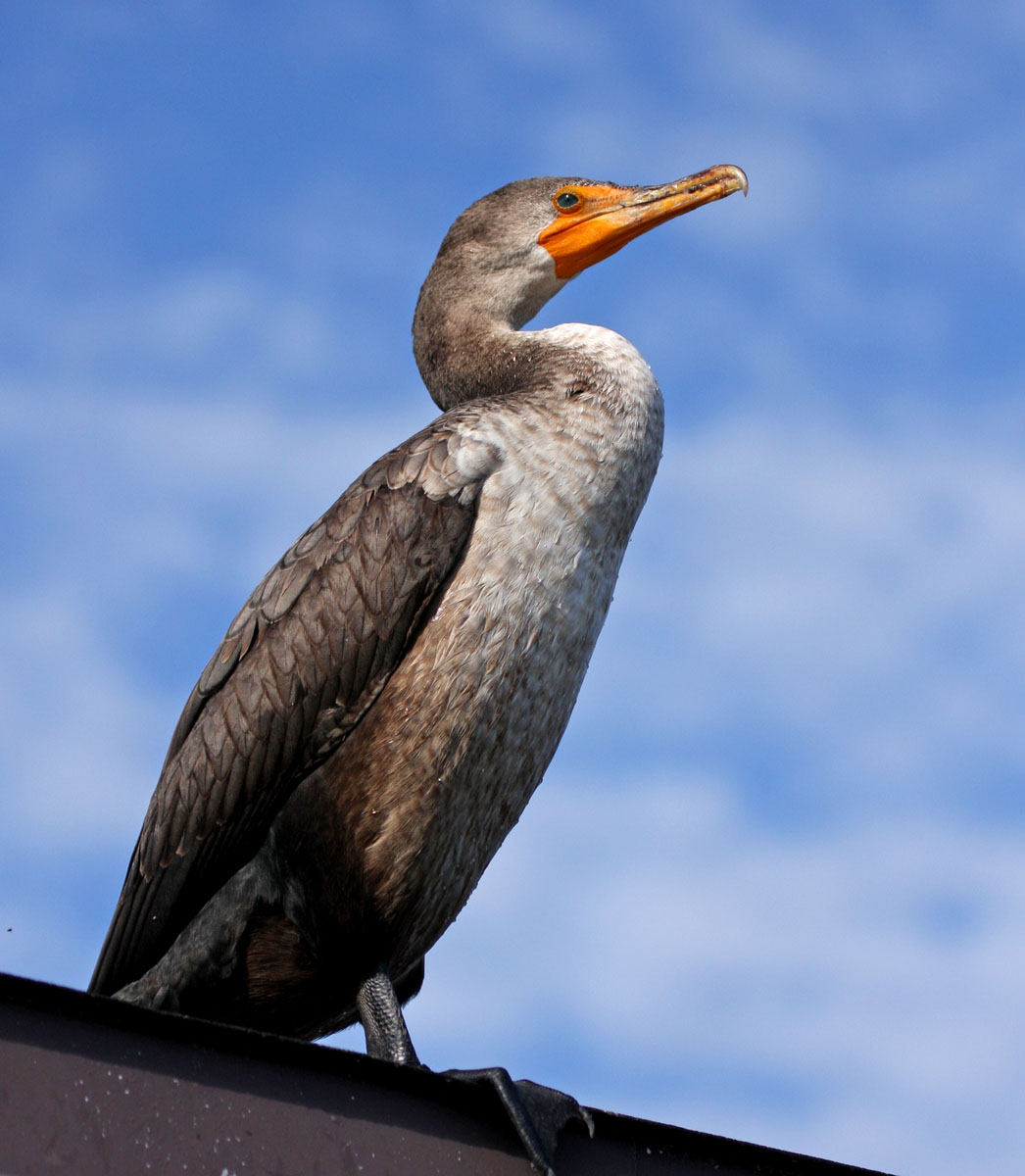 Double-crested Cormorant (Everglades National Park)