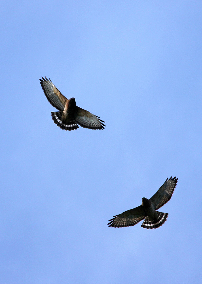 Broad-winged Hawk Migration (Ashland Hawk Watch, Hockessin, Delaware)