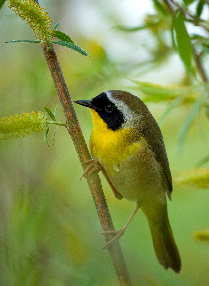 Common Yellowthroat (3) (Huntley Meadows)