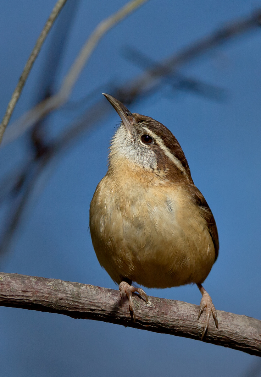 Carolina Wren (Washington, DC)