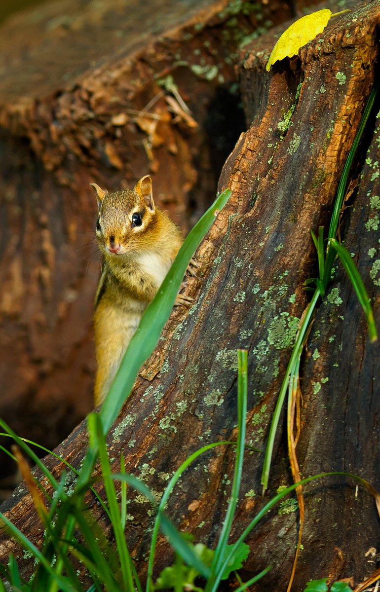 Eastern Chipmunk (2) (Rock Creek Park)