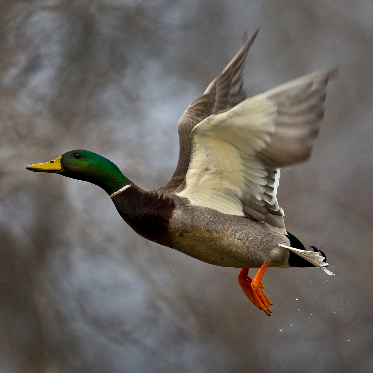 Mallard (3) (Kenilworth Aquatic Gardens)