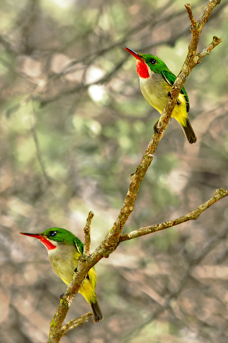 Puerto Rican Tody