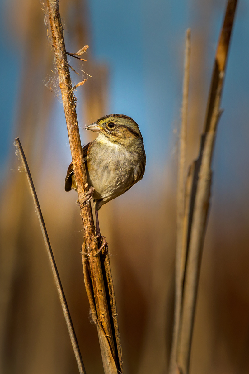 Swamp Sparrow (Huntley Meadows)