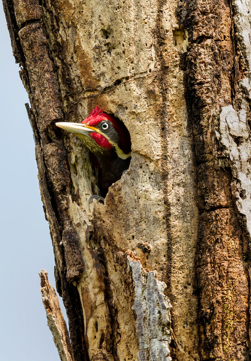 Lineated Woodpecker (Belize)