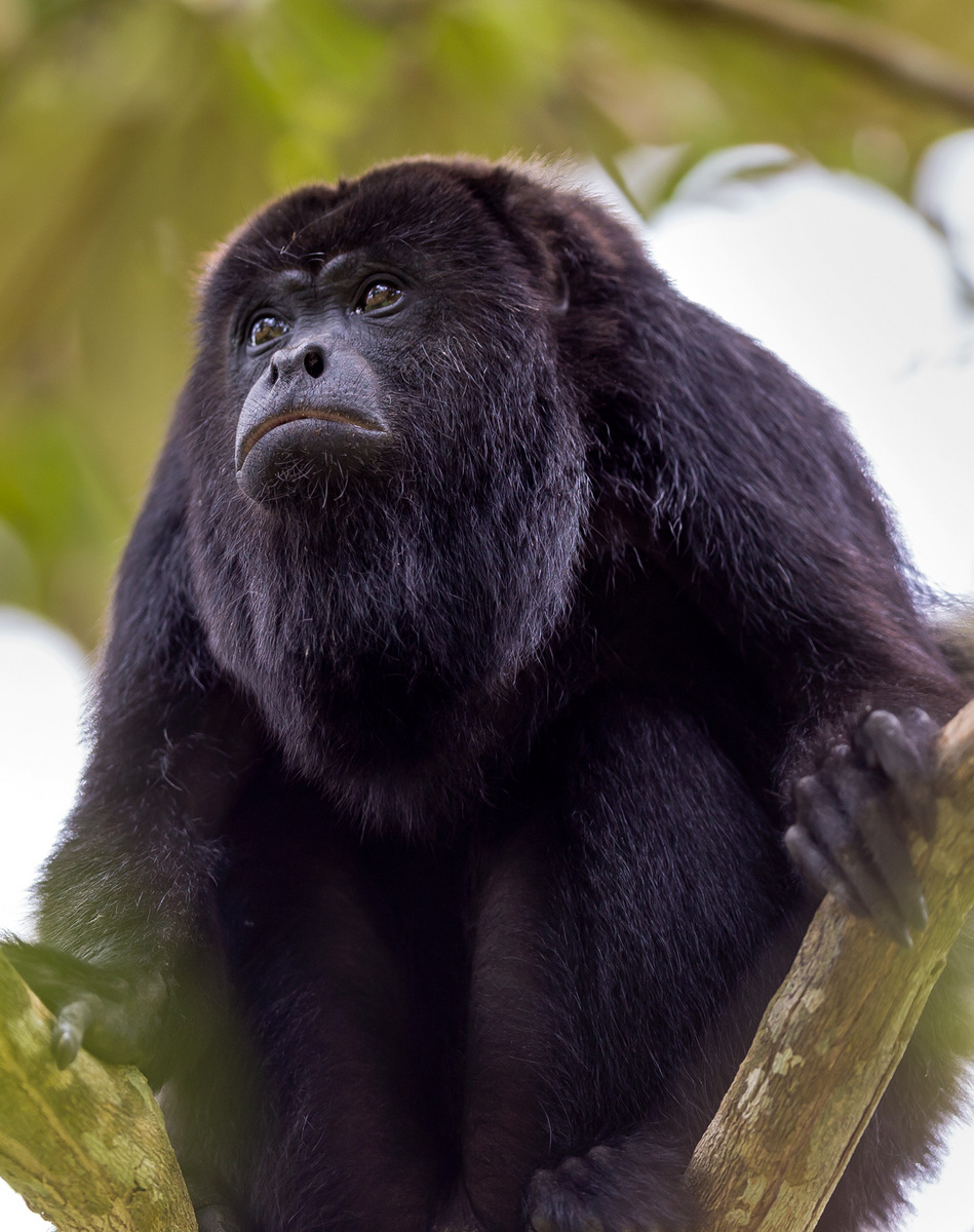 Yucatán black howler monkey (Alouatta pigra), the second of the two primate species of Belize.

Conservation Status: IUCN Red List, Endangered