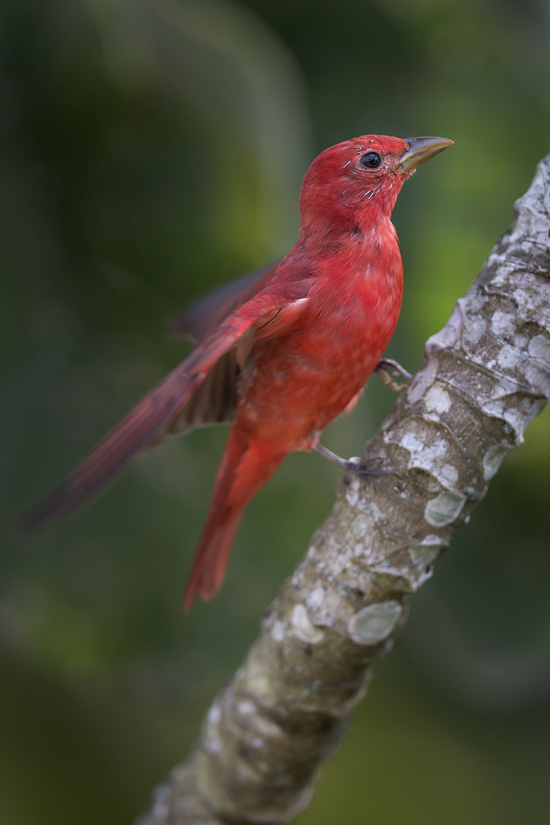 This is a different individual; this male is earlier in his moult and looks a bit ratty. Still so beautiful though!