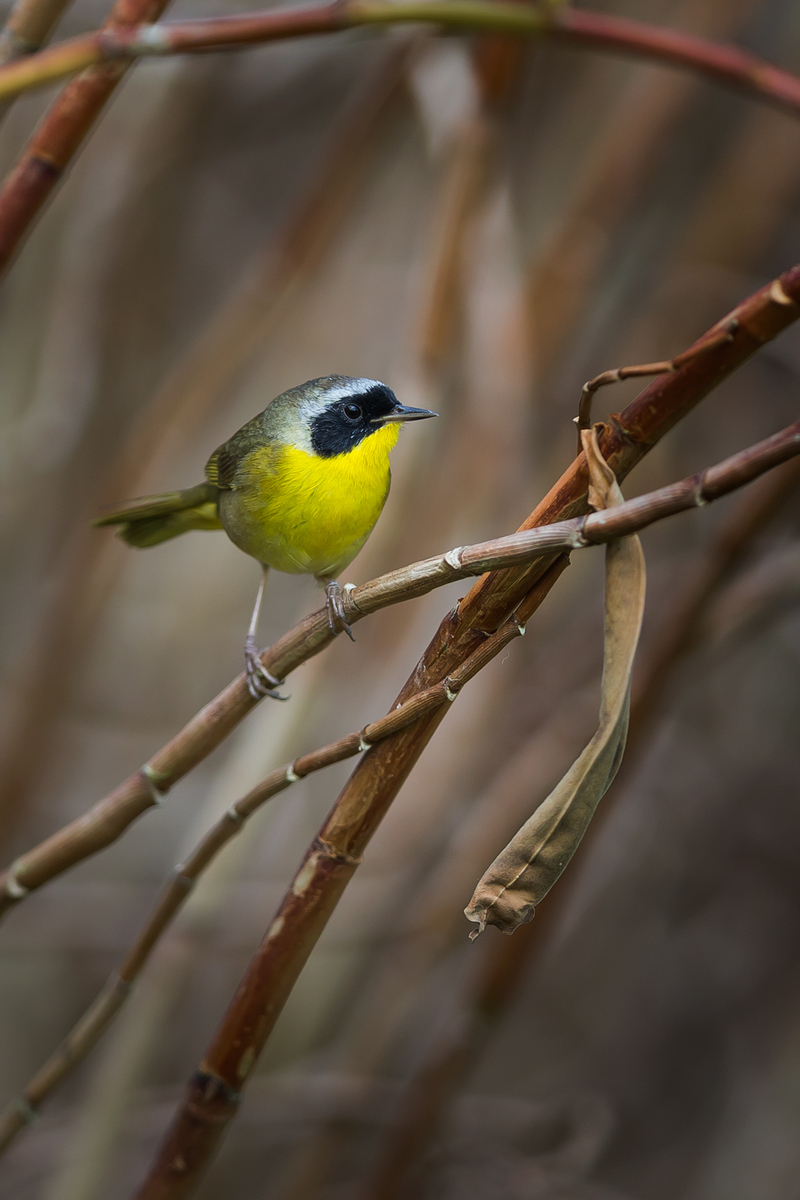 Common Yellowthroat (Belize)