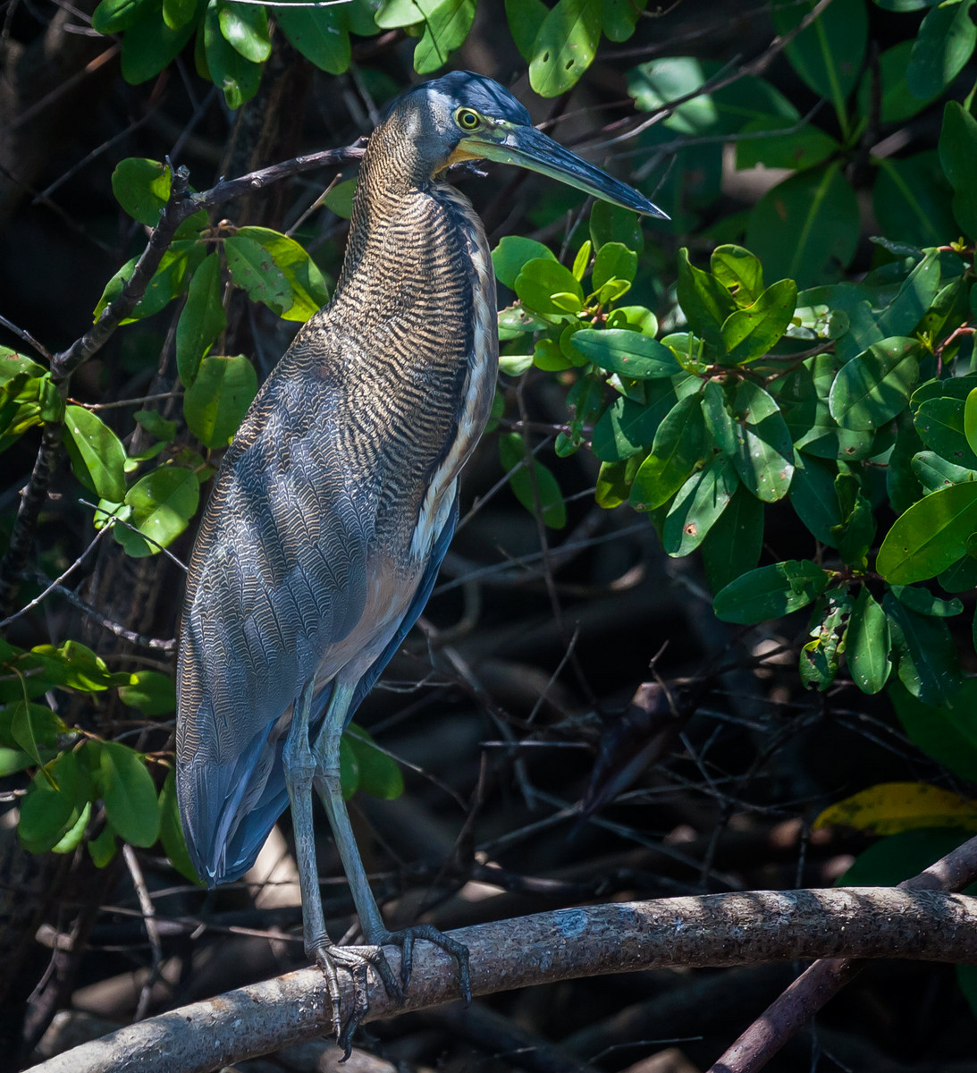 One of the important avian aquatic predators in the Sittee River ecosystem: the Bare-throated Tiger Heron