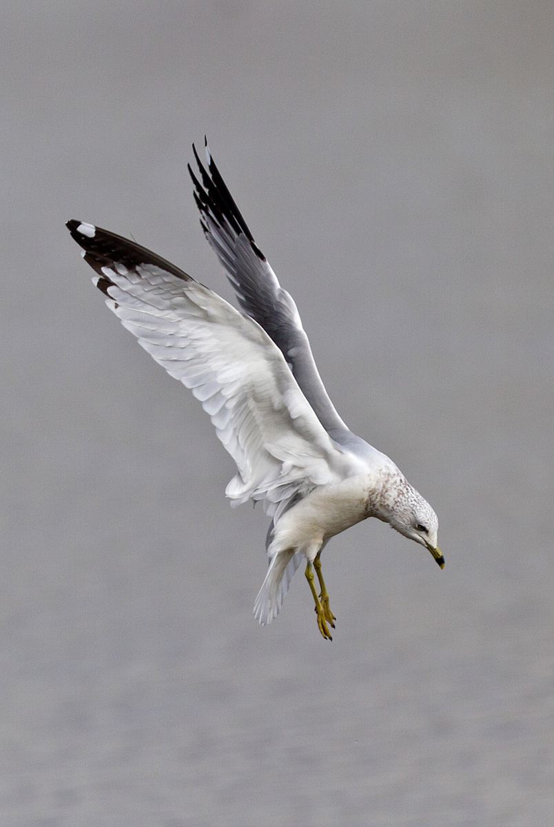 Ring-billed Gull (1) (Washington, DC)