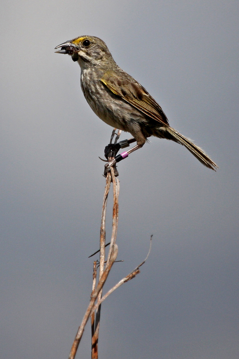 Cape Sable Seaside Sparrow (5), Male, on sawgrass with food for young. 

Conservation Status: Endangered, Federal Register, March 11, 1967