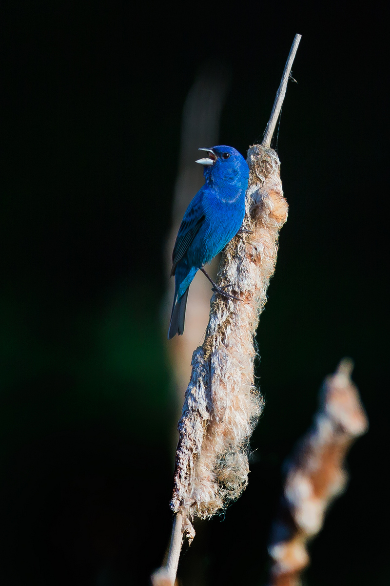 Indigo Bunting, male (Huntley Meadows Park, Alexandria)