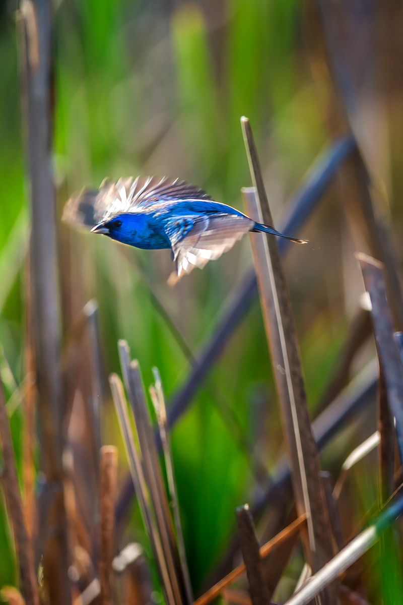 Indigo Bunting, male (2) (Huntley Meadows Park, Alexandria)