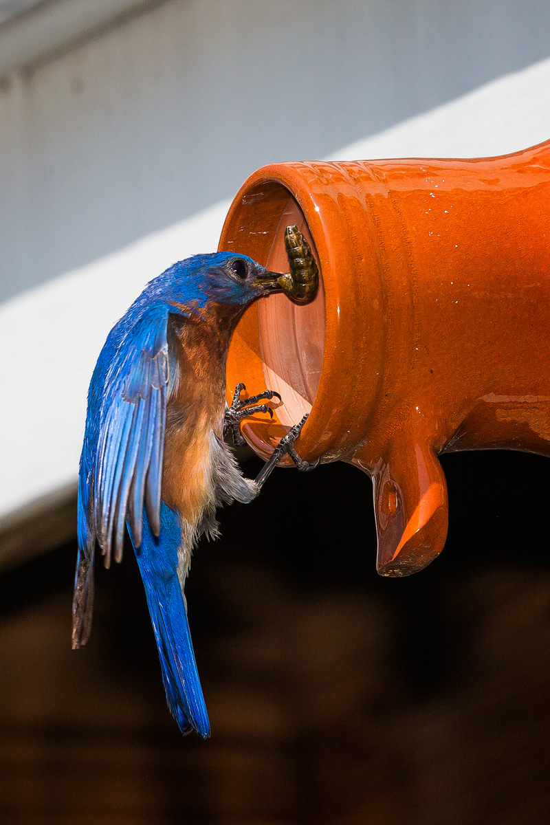 Male Eastern Bluebird with food for nestlings (Gainesville, VA)