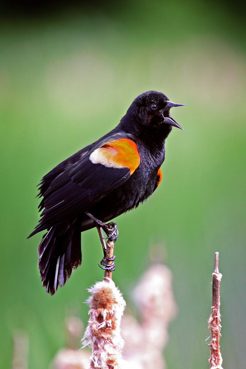 Red-winged Blackbird, male (Huntley Meadows)