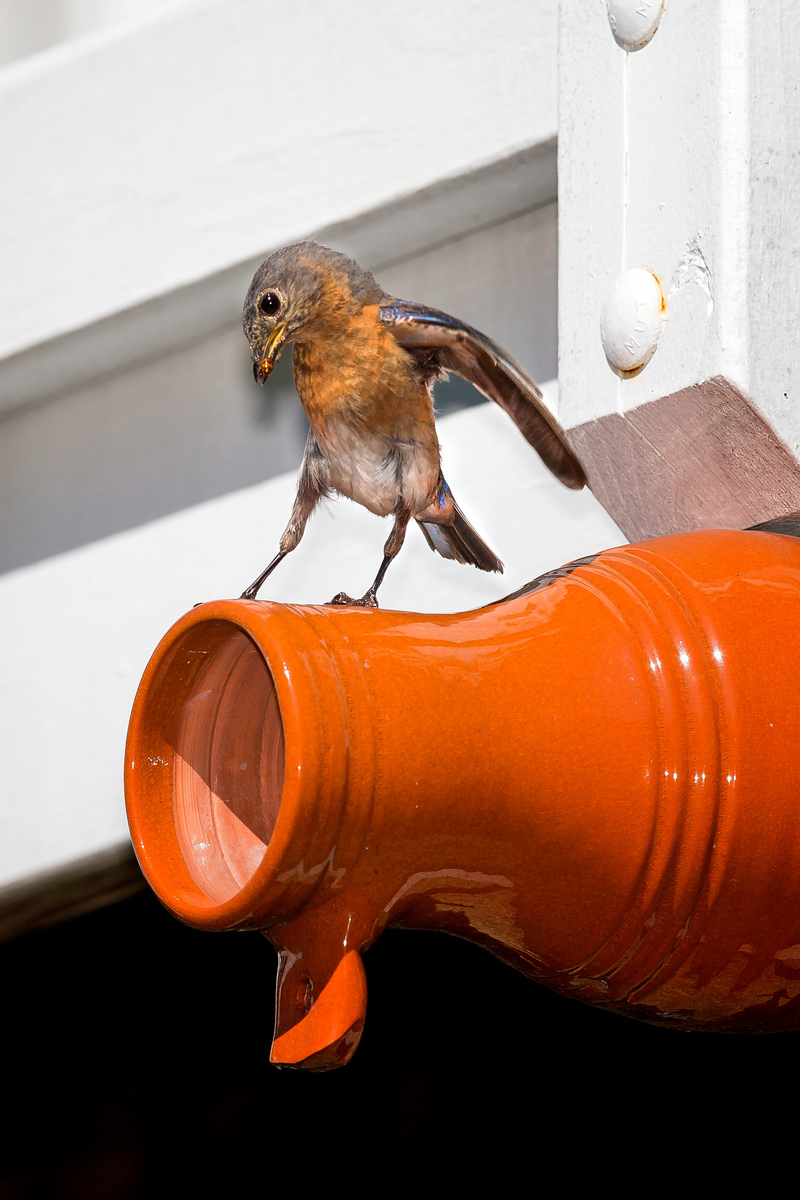 Female Eastern Bluebird (3), with food for nestlings (Gainesville, VA)