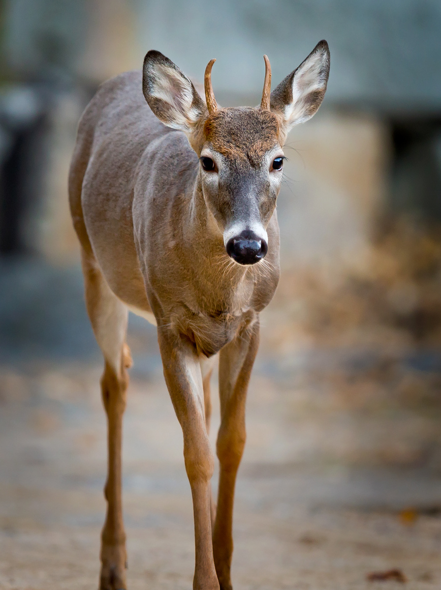 White-tailed Deer (Washington, DC)