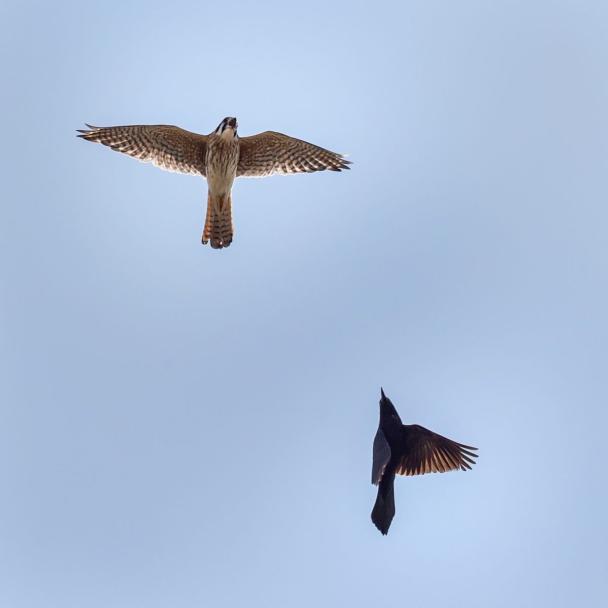 The female Kestrel isn't safe from harassment; a Common Grackle approaches from below. 