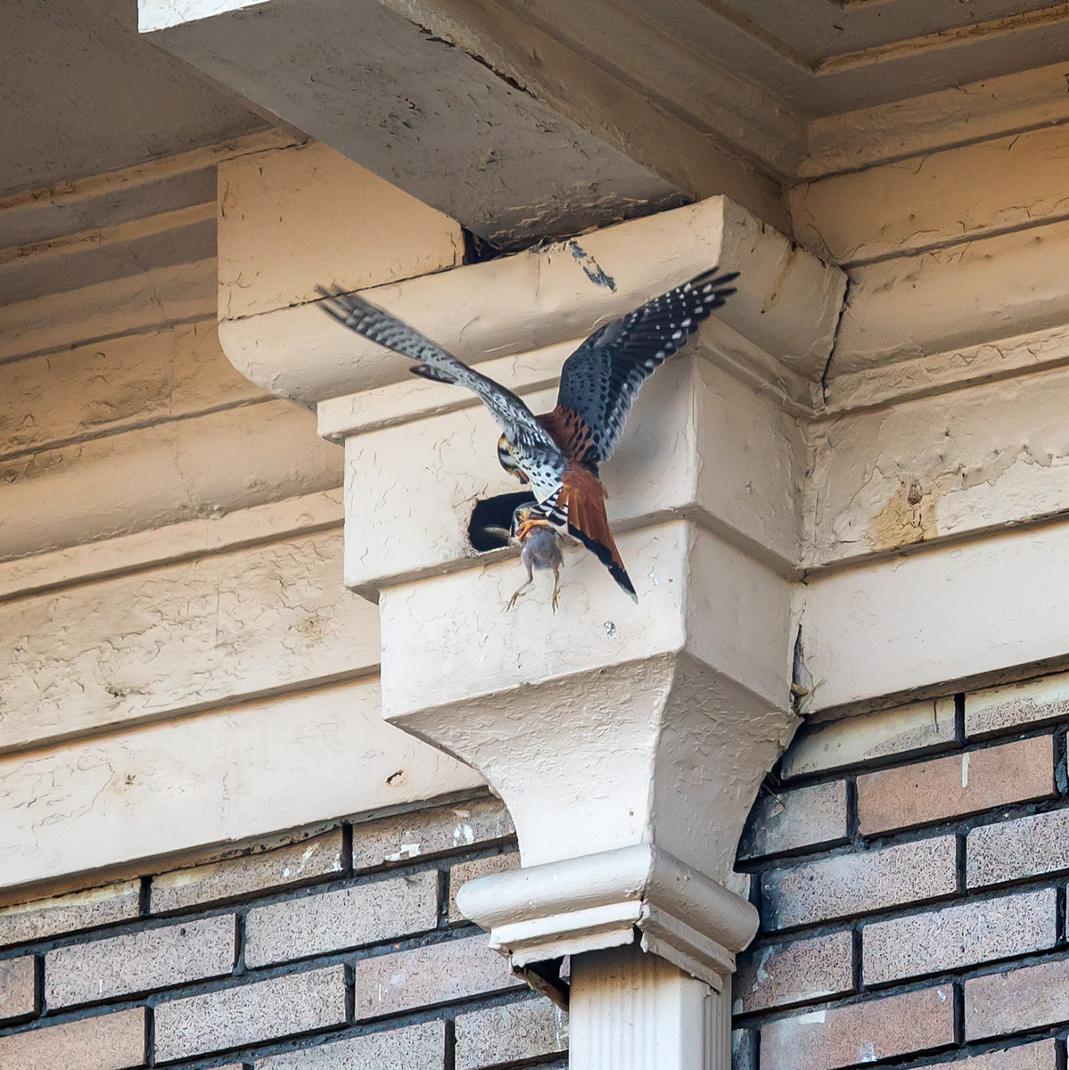 Handing off the catch, which the female will feed to the nestlings. 