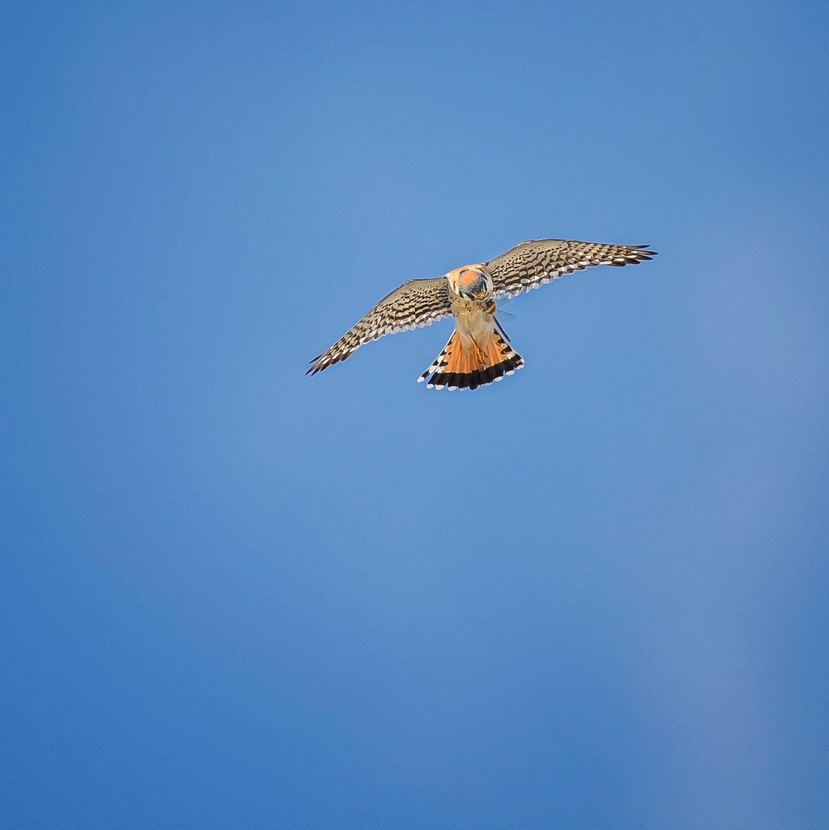 The adult male Kestrel continues to consume his lunch, mid-flight!