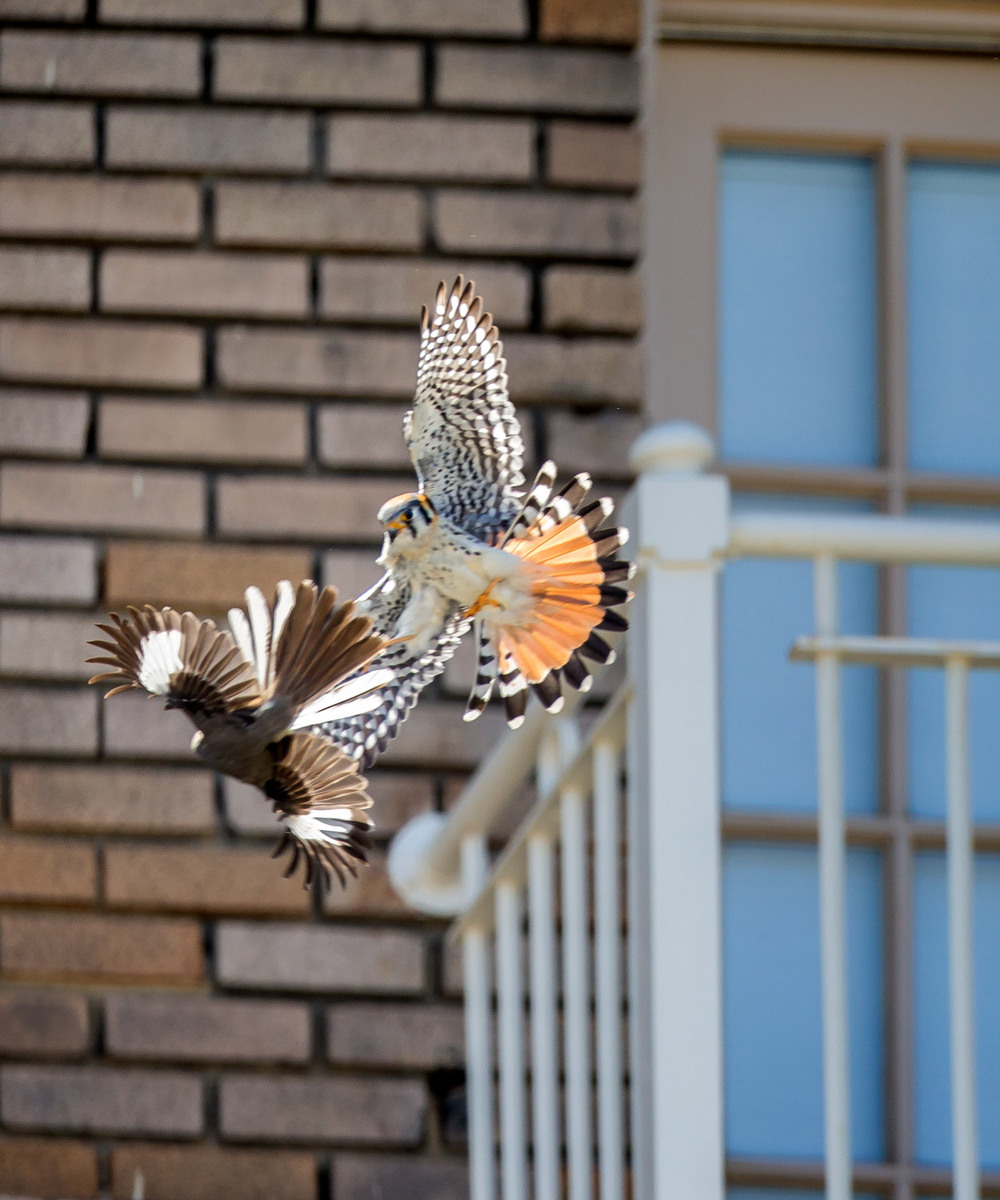 As I continue to visit the Kestrel family, I enjoy learning more about their behaviors. The adult male (shown) is the family's main line of defense- he takes care of the annoying Mockingbirds and any other threats to the young.