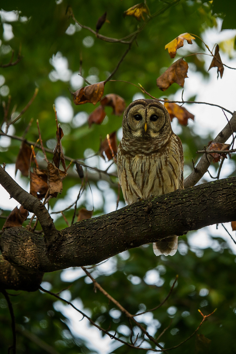 The Barred Owl looks stately as it gazes down at me from a high branch of a Tulip Poplar tree.

District of Columbia
October 2014