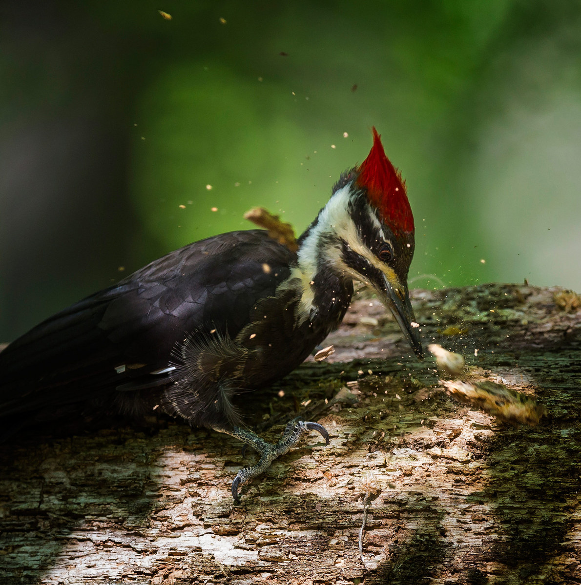 A female Pileated Woodpecker blasts away material from the fallen tree in her search for a juicy grub.

District of Columbia 
Rock Creek Park "Maintenance Yard"

May 2015